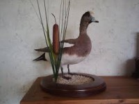 pato